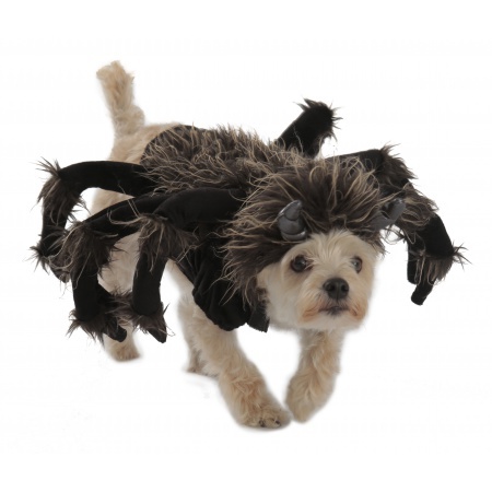Spider Costume For Dog image