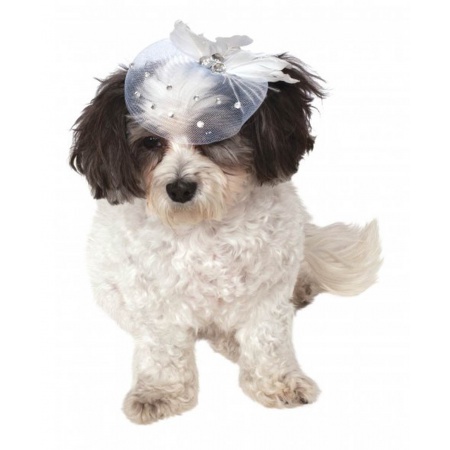 Dog Hat image