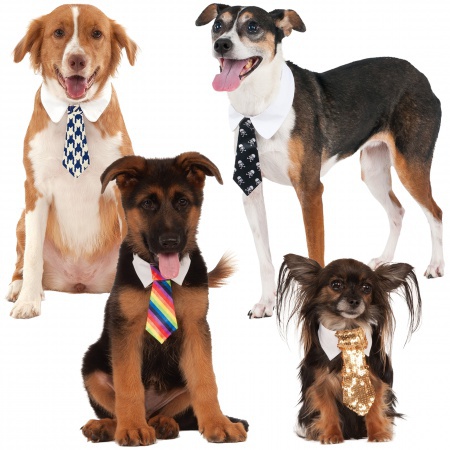 Dog Necktie Collar image