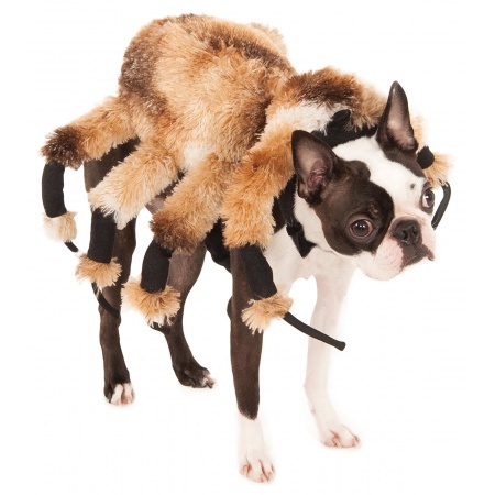 Dog Spider Costume image
