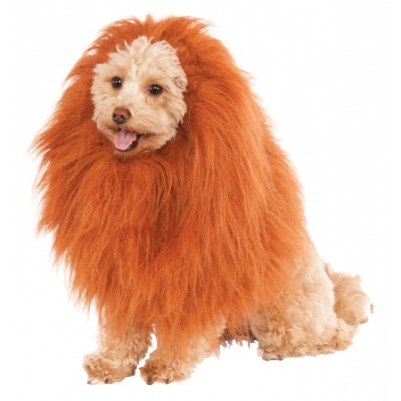 Dog Lion Mane image