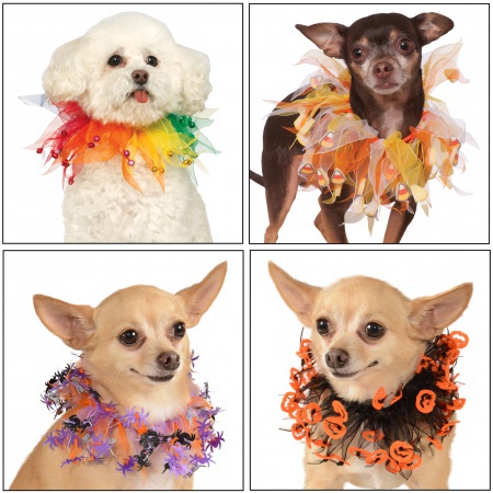 Halloween Dog Party Collar image