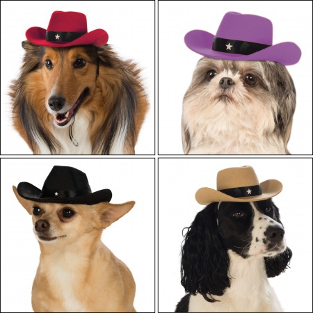 Dog Cowboy Hat image