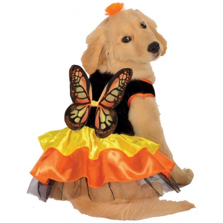 Butterfly Dog Costume image