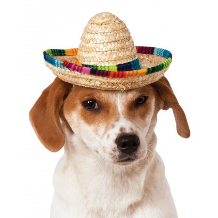 Doggy Sombrero image
